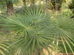 Coccothrinax crinita 