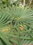 Coccothrinax crinita 