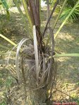 Dypsis utilis 