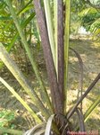 Dypsis utilis 