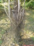 Dypsis utilis 