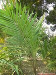 Dypsis utilis 