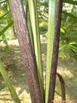 Dypsis utilis 