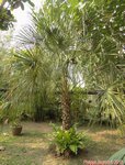 Livistona decora * ex decipiens