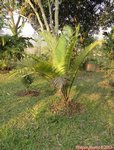 Dypsis robusta�