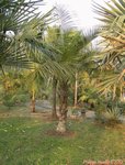 Syagrus comosa 