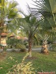 Syagrus comosa 