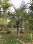 Syagrus comosa 
