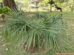 Livistona benthamii 