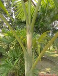 Dypsis pembana solitaire 