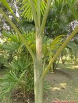 Dypsis pembana solitaire 