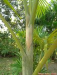 Dypsis pembana solitaire 
