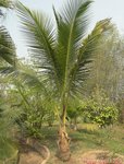 Cocos nucifera * Parents � 2 t�tes