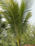 Cocos nucifera * Parents � 2 t�tes