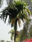 Areca catechu dwarf * Vari�t� de Tha�lande * Fruits ronds