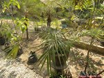Coccothrinax crinita longs p�tioles