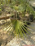 Coccothrinax crinita longs p�tioles