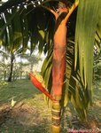 Areca vestiaria 'red leaf form'
