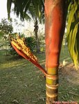Areca vestiaria 'red leaf form'