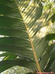 Areca vestiaria 'red leaf form'