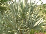 Serenoa rupens silver-blue form�
