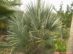 Serenoa rupens silver-blue form�