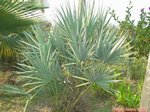 Serenoa rupens silver-blue form�