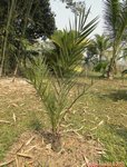 Phoenix iberica * Idem Phoenix dactylifera Espagne