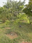 Dypsis ankaizinensis ou lucubensis