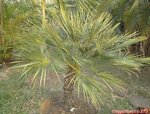 Chamaerops humilis