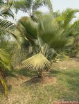 Copernicia hospita 