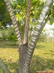 Caryota zebrina� 