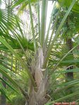 Saribus rotundifolius stipe large * Livistona rotundifolia stipe large