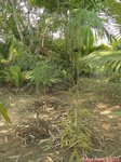 Chamaedorea plumosa�