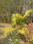 Dypsis pembana 'Clumping' 