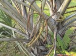 Hyphaene compressa 