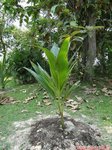 Cocos nucifera var. 'Kalo' = cr�ne * Gros fruit rond en forme de cr�ne