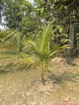 Cocos nucifera var. 'Kalo' = cr�ne * Gros fruit rond en forme de cr�ne