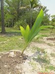 Cocos nucifera 'Saw'  * Forme 3 lobes * Utilis�e pour instrument de musique