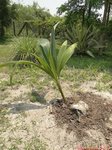 Cocos nucifera 'Saw'  * Forme 3 lobes * Utilis�e pour instrument de musique