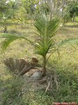 Cocos nucifera 'Saw'  * Forme 3 lobes * Utilis�e pour instrument de musique