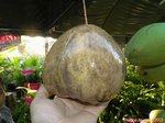 Cocos nucifera 'Saw'  * Forme 3 lobes * Utilis�e pour instrument de musique