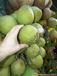 Cocos nucifera var. 'Kati puomroy' * Utilis�e pour le lait, en grappe serr�e