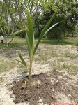 Cocos nucifera var. 'Pueak wan' = Bourre sucr�e commestible