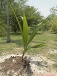 Cocos nucifera var. 'Pueak wan' = Bourre sucr�e commestible