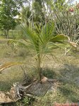 Cocos nucifera var. 'Pueak wan' = Bourre sucr�e commestible