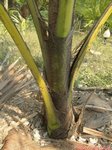 Cocos nucifera var. 'Pueak wan' = Bourre sucr�e commestible
