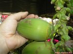 Cocos nucifera var. 'Pueak wan' = Bourre sucr�e commestible