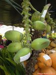 Cocos nucifera var. 'Pueak wan' = Bourre sucr�e commestible