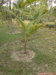Cocos nucifera var. 'Puang tong' = Groupe dor�'